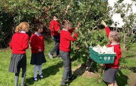 Apples Galore!